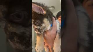 Fluffy Frenchie… Meet Henni  merle tricolor frenchbulldog puppy doglover shortvideo [upl. by Washko533]