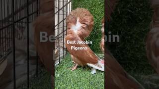 Best Jacobin Pigeons  High Quality Jacobins  Brown Jacobins  Fancy Pigeons [upl. by Nehemiah]