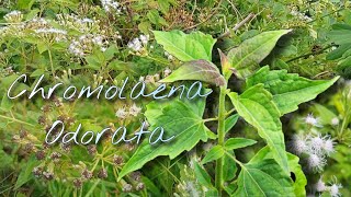 CHROMOLAENA ODORATA Properties and Abundance in the Philippines  BioWonder  Edukadizta [upl. by Eillil]