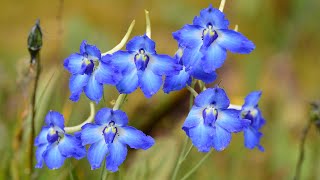 AMAZING Alpine Plants Worlds Most Spectacular Plants episode 6 of 14 [upl. by Reames]