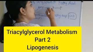 Triacylglycerol Metabolism Part 2 Lipogenesis [upl. by Enawtna795]