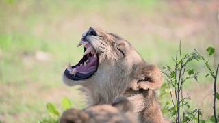 Safari drives and good times 🦁🐾 Your luxury safari adventure starts here [upl. by Ozzy96]