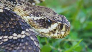 The Most Venomous Snakes in the World  WILDLIFE JUNGLES ULTRA 2024 [upl. by Nnylatsyrc]