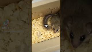 Learn about Dormouse [upl. by Clemens437]