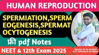 SPERMATOGENESISGPEEMEOGENESISSPERMEATIONSPERMATOCYTOGENESISHUMAN REPRODUCTIONNEET12TH BIOLOGY [upl. by Nuahsel]