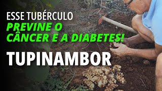 Conheça o TupinamboGirassolbatateiro  ÓTIMO PARA QUEM TEM DIABETES vidanaroça [upl. by Elaina]