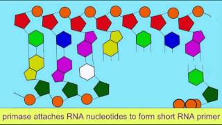 DNA PRIMER [upl. by Anaig]