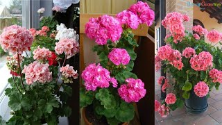 6 Quick tips to keep Geraniums Blooming [upl. by Nylcaj301]