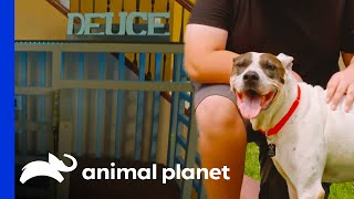 Deuces FINALLY Gets a Forever Home  Pit Bulls amp Parolees [upl. by Madea]