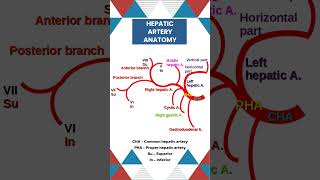 Hepatic artery Anatomy neetpg surgicaleducation liver anatomylectures [upl. by Virgilia]