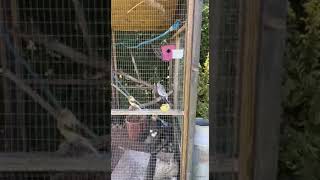 Can cockatiel parrots talkshorts parrots rooster farm [upl. by Leugimsiul257]