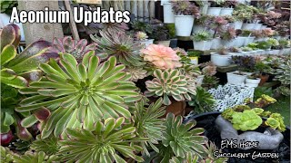 Aeonium Updates [upl. by Ronald]