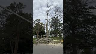 Tree removal Hampton va [upl. by Emixam]