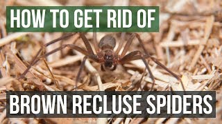 How to Get Rid of Brown Recluse Spiders 4 Easy Steps [upl. by Andeee493]