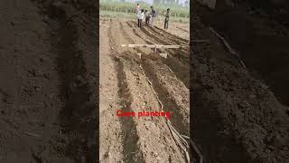 Cane planting farming sugarcane sugarplant shortvideo [upl. by Euqinim]