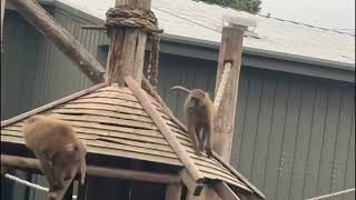 YORKSHIRE WILDLIFE PARK DONCASTER 02092024 [upl. by Eneleahs792]