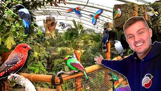 GIANT Rainforest Bird Aviary at Chester Zoo [upl. by Udelle769]