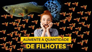 O que fazer para aumentar a quantidade de alevinos de Guppy [upl. by Buff]