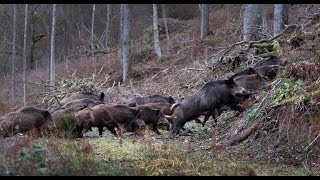 Wild boar hunting Montéria 2014 [upl. by Fry593]