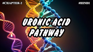 Chapter 2  Metabolism Of Carbohydrates Part10  Uronic Acid Pathway [upl. by Idnaj]