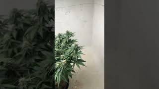 Final defoliation pineapple chunk [upl. by Millie]