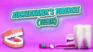 Zuckerkandls tubercle teeth  Everything Dentistry 🔊✅ [upl. by Ioved]