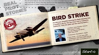 Real Pilot Story Bird Strike [upl. by Neerihs]