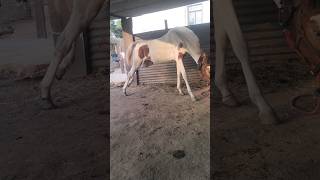 Horse ke pichadi bandhna start kar diya youtube new horselover allindiamarwarihorsesocietyaa [upl. by Aratihc385]