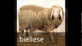 le 10 razze ovine più belle [upl. by Zoie]