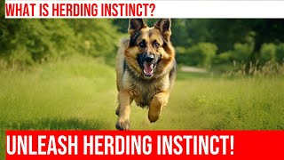 Unlock the Power of the German Shepherd Herding Instinct [upl. by Ayota]