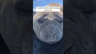 Seal sneeze 😭 seal animals funny shorts [upl. by Balf721]