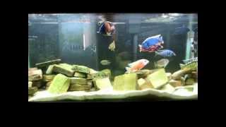 How To Guide African Cichlid Peacock and Haplochromis Show Tank [upl. by Risan]