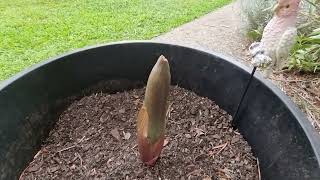 Emerging Amorphophallus bulbifer flower [upl. by Ethan]