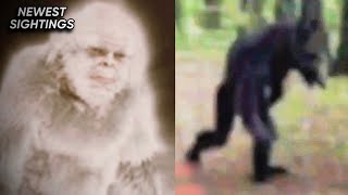 This New Cryptid Creature Footage is VERY COMPELLING [upl. by Toshiko]