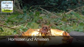 Hornissen und Ameisen [upl. by Nehpets697]