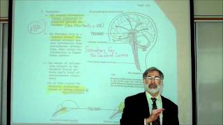 REVIEW OF THE FUNCTIONAL AREAS OF THE BRAIN Part 1 by Professor Fink [upl. by Eisiam739]