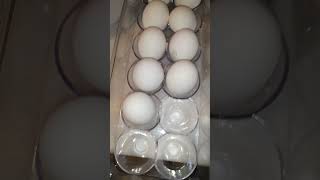 Egg organizer tray satisfying trending shortsvideo [upl. by Lark]