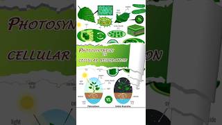 PhotosynthesisVs 🌼🌼🌼botanicalgarden education scienceexperiment [upl. by Aneeb432]