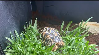 Bringing home a Indian star tortoise [upl. by Ynavoeg695]