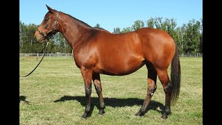 SANDCASTLES  Lot 34 Inglis Australian Broodmare Sale [upl. by Eiten431]