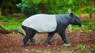 Facts About Malayan Tapir [upl. by Andreas]