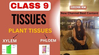 Class 9 Science Plant Tissues Complex Permanent Tissues Xylem and Phloemplanttissues xylemphloem [upl. by Phillipe585]