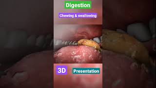 Digestive system  gastrointestinal  physiology anatomy mbbs love neet doctor [upl. by Neeleuqcaj]