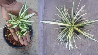 How to propagate spider plant from cuttings [upl. by Ellerehc]