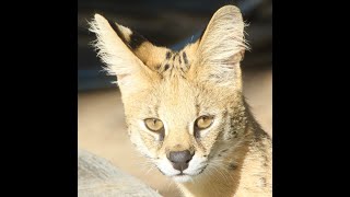 Rio Gorongosa Introduction 4K [upl. by Hyacinth]