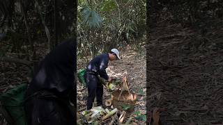 Machete Chop Fresh Bamboo Shoot farming amazing bamboo viral fruit farmlife viralvideo food [upl. by Zawde432]