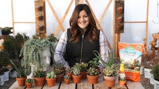 Indoor Succulents for Beginners 🌺  Garden Answer [upl. by Ronyam]