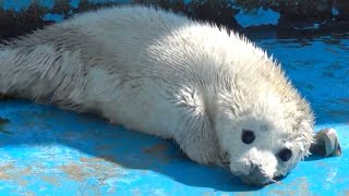 Snowy The Baby Seal [upl. by Gnoy]