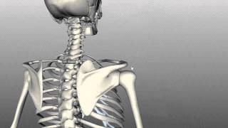 Scapula and Clavicle  Shoulder Girdle  Anatomy Tutorial [upl. by Zenobia254]