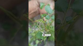 Karuveppilai propagation lowcostgardening localplants gardening tips in Tamil [upl. by Burt140]